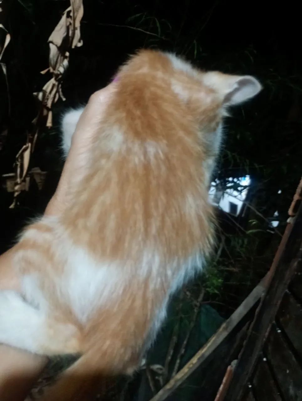 doação de gatos