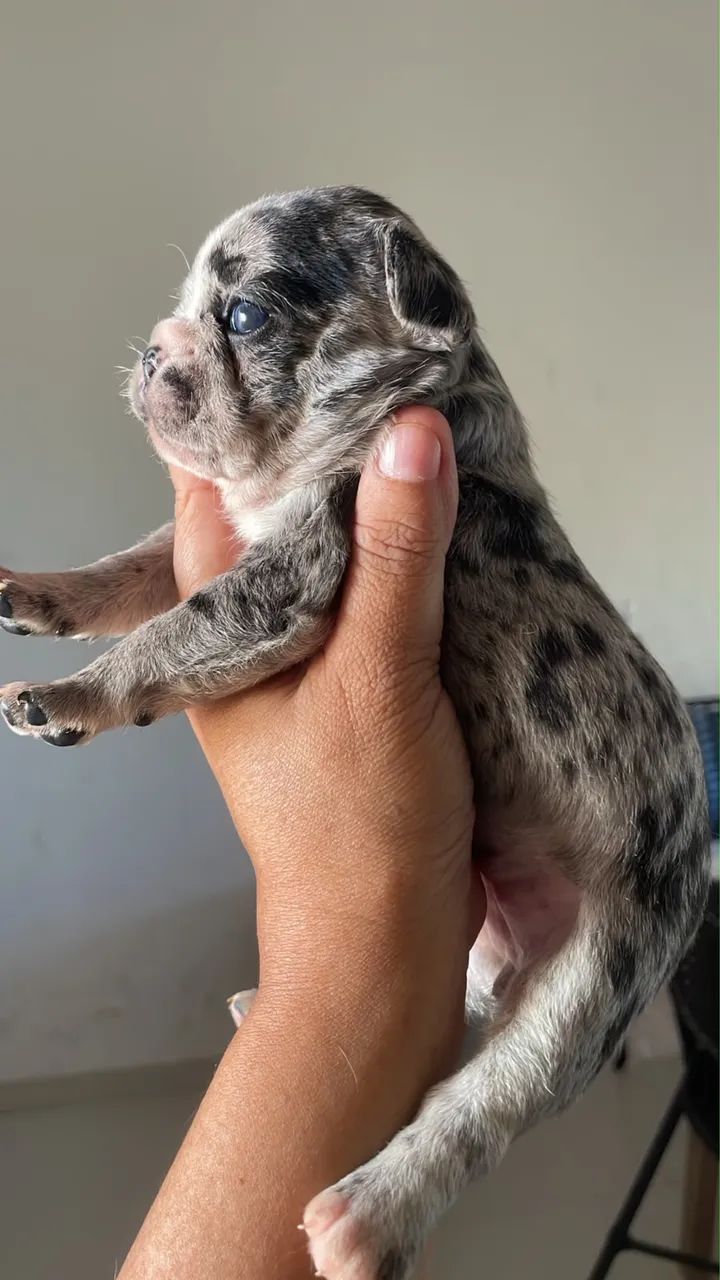 Buldogue francês  - Foto 2