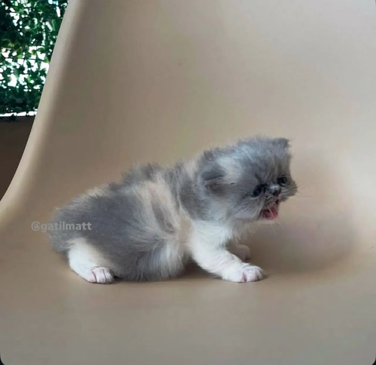 Gata persa 