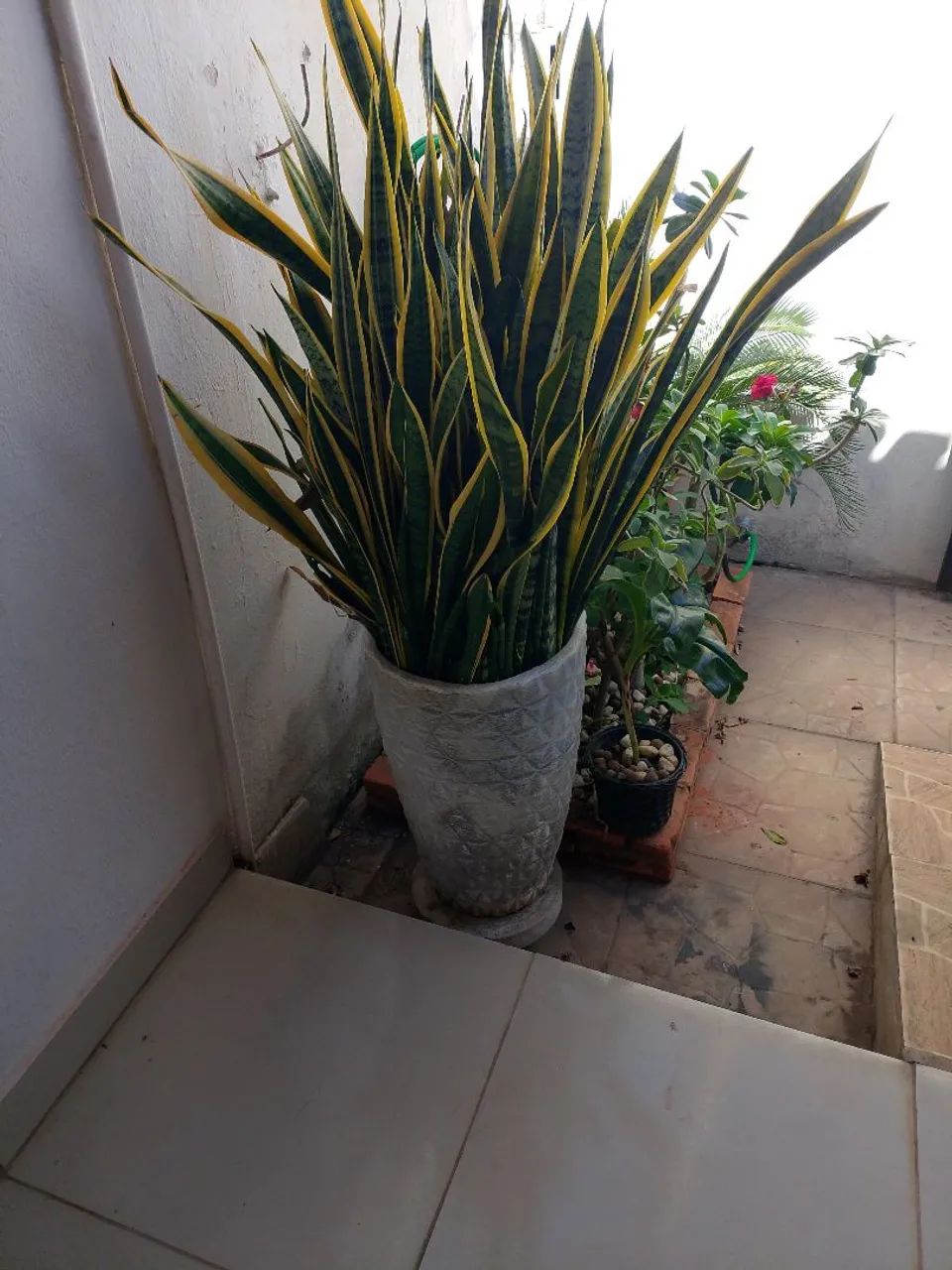 Vaso com planta ornamental