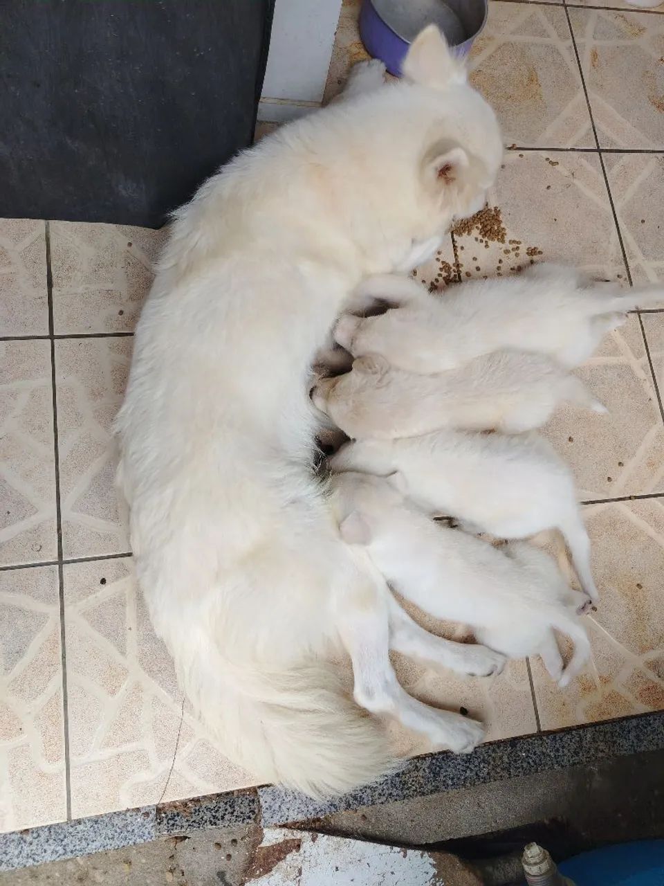 Pet - Foto 3