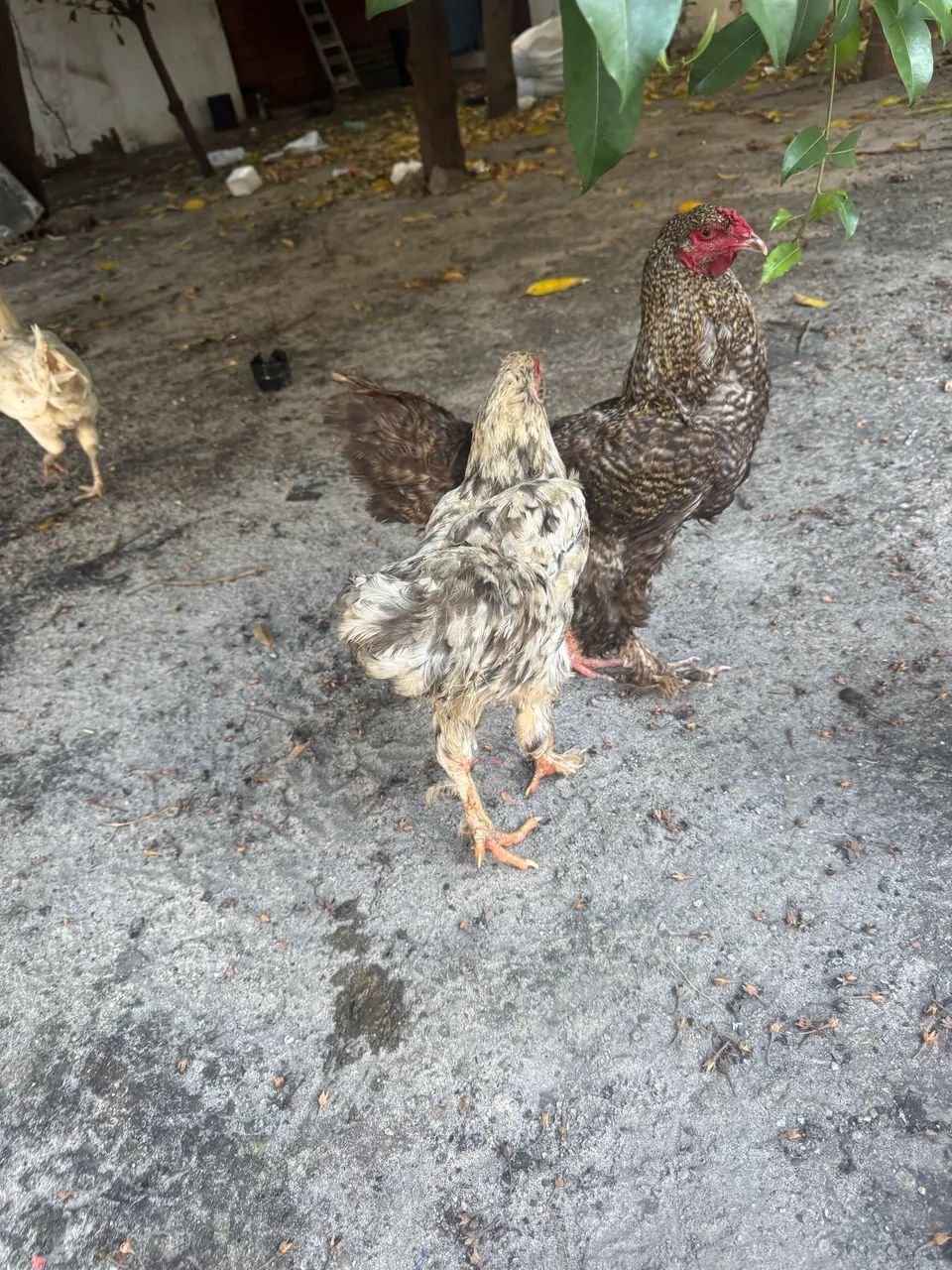 Galinhas Brahma