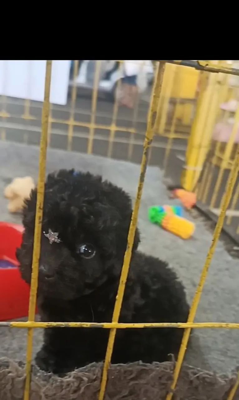 Cachorro  - Foto 3