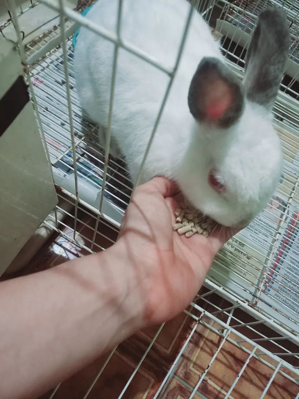 Coelhos anão netherland dwarf Menor raça do mundo