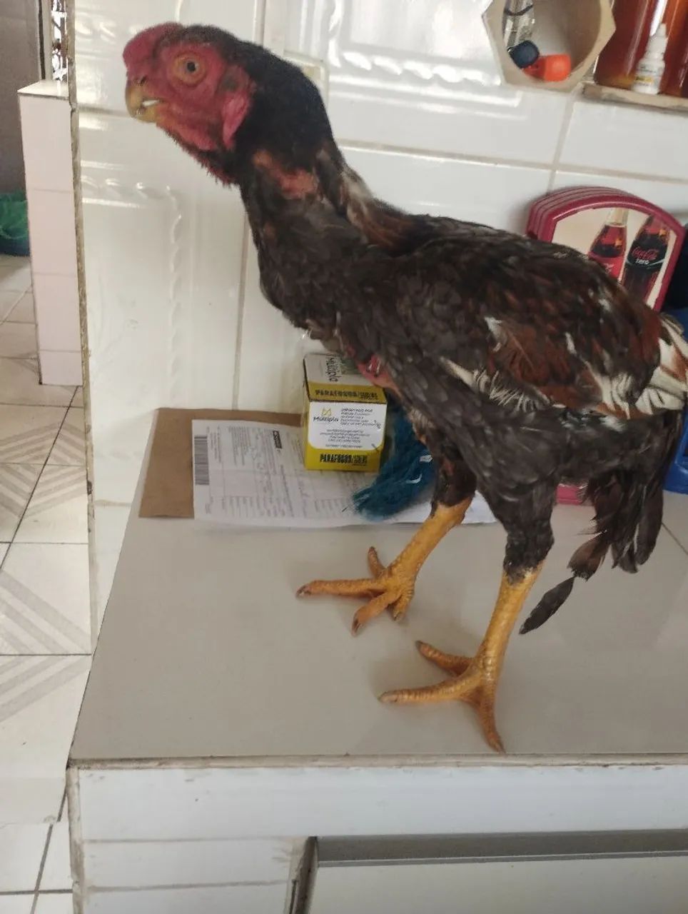 Frango bico curto  - Foto 5