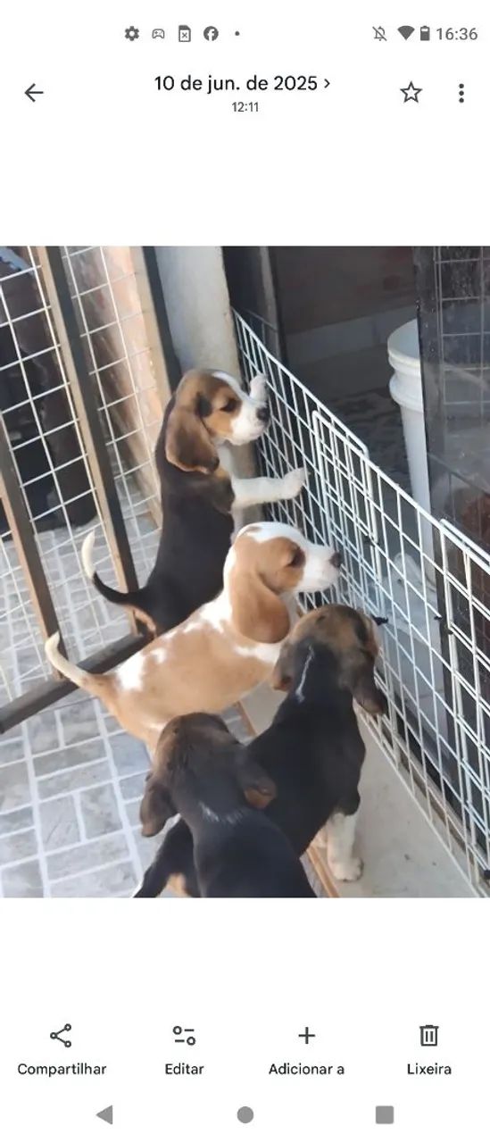 Com pedigree - beagle - Foto 4