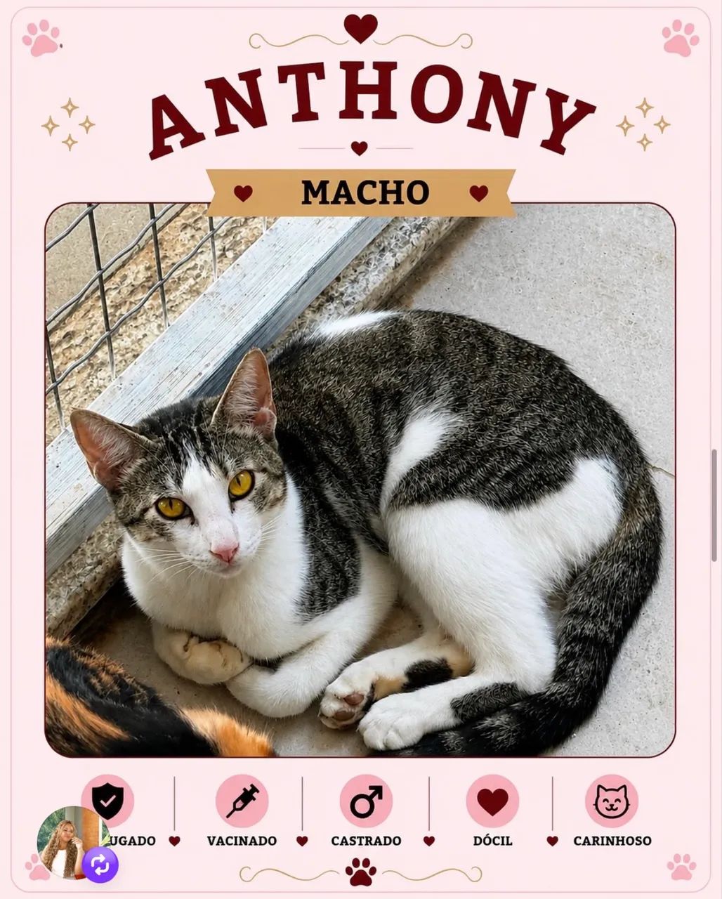 Gato para adoção  - Foto 2