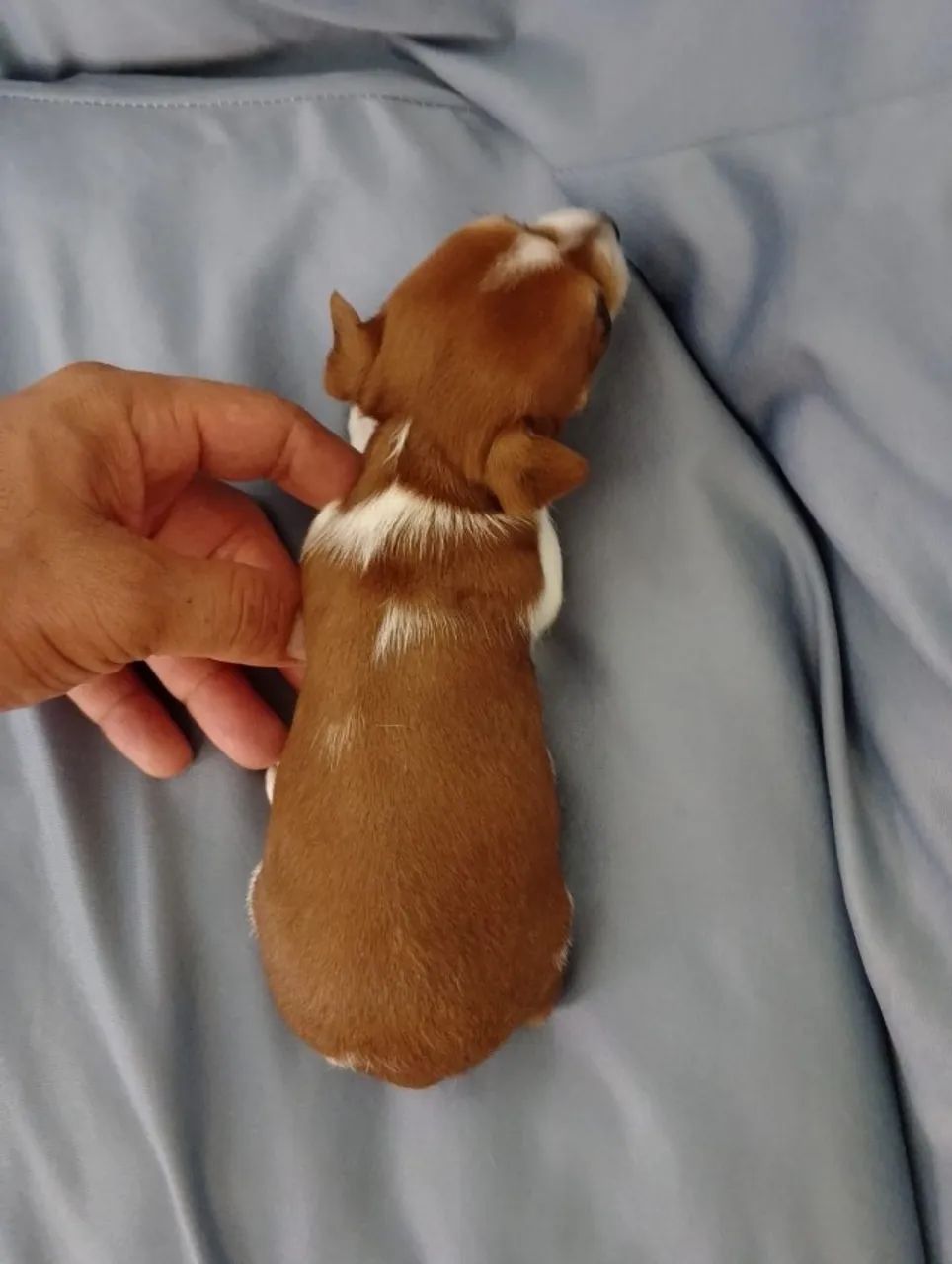 Vendo Filhotes de Pinscher  - Foto 5