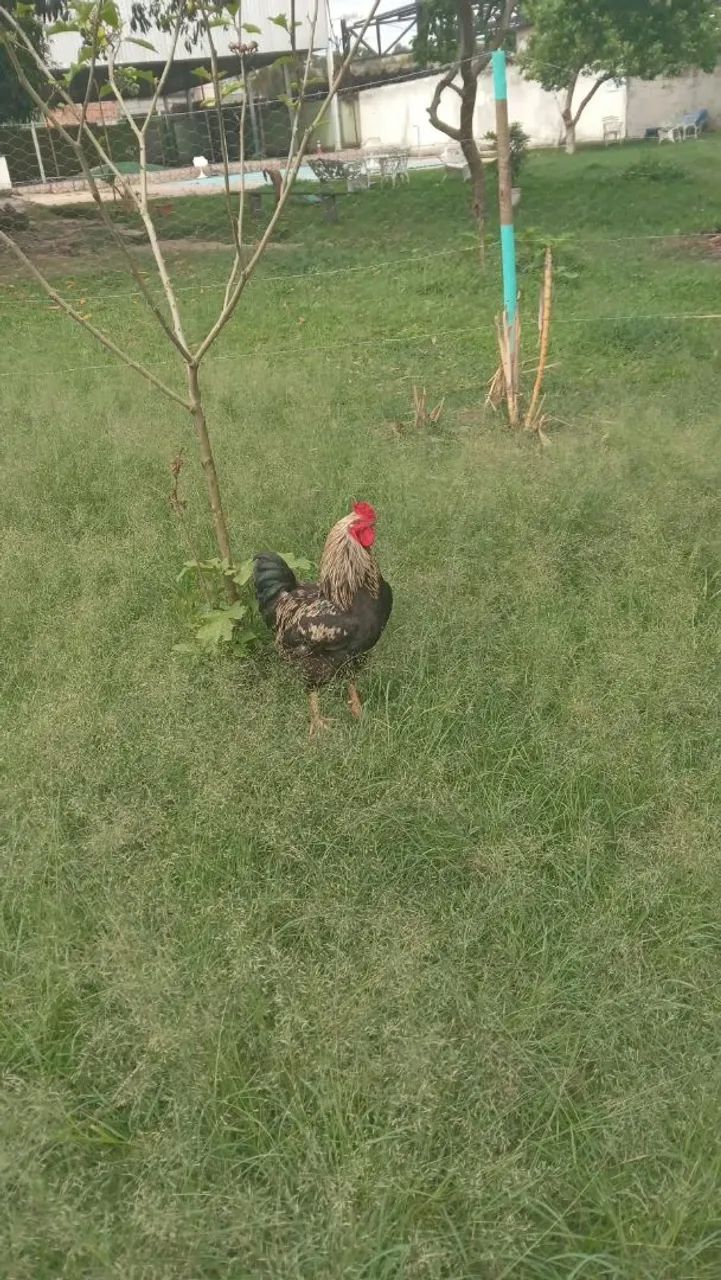 Franguinho GSB e lamburger e pesadão  - Foto 4