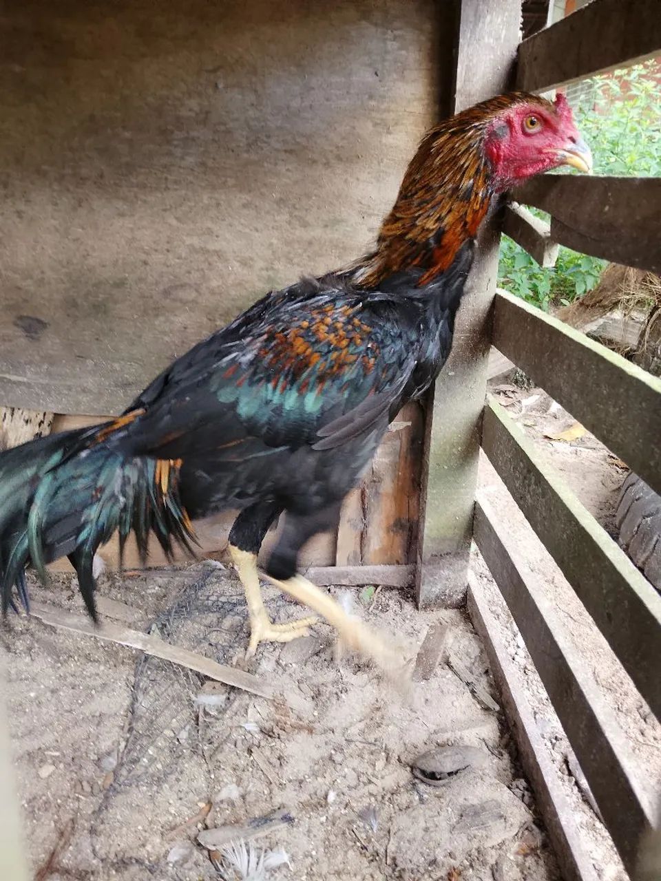 Frango Preto - Foto 2