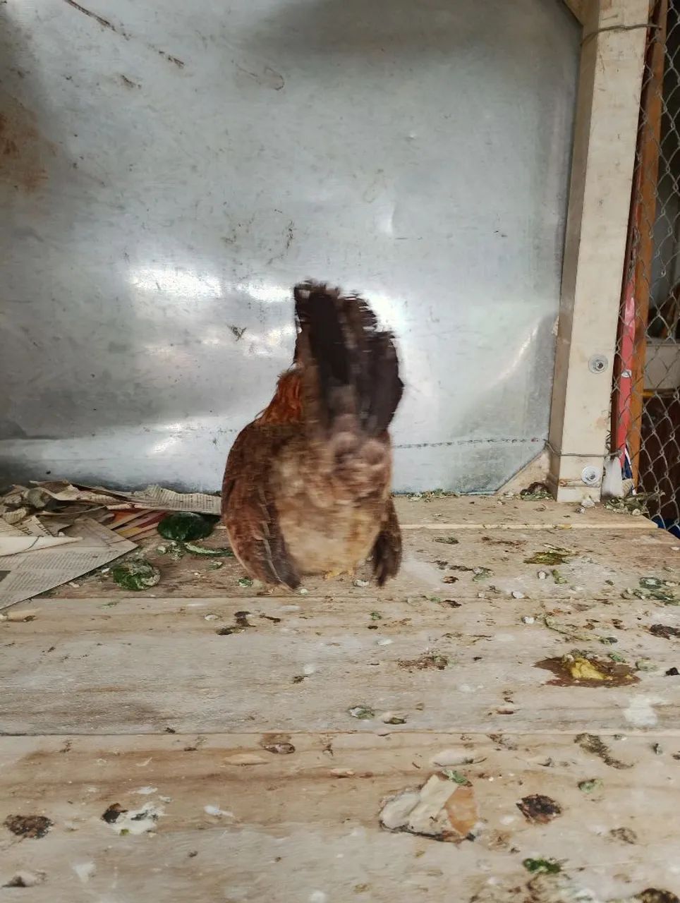 Mine nagazaki na cor perdiz 11 meses  - Foto 2