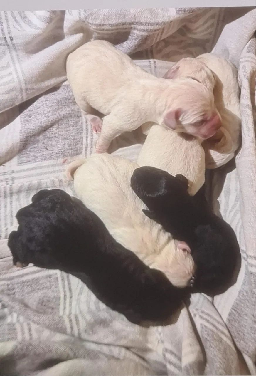 Vendo filhotes de labrador puros - Foto 4