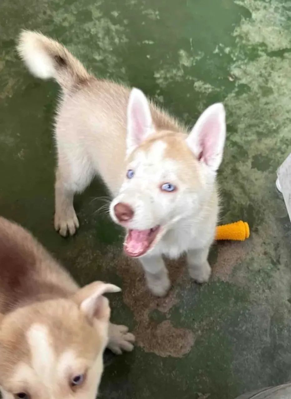 husky siberiano 