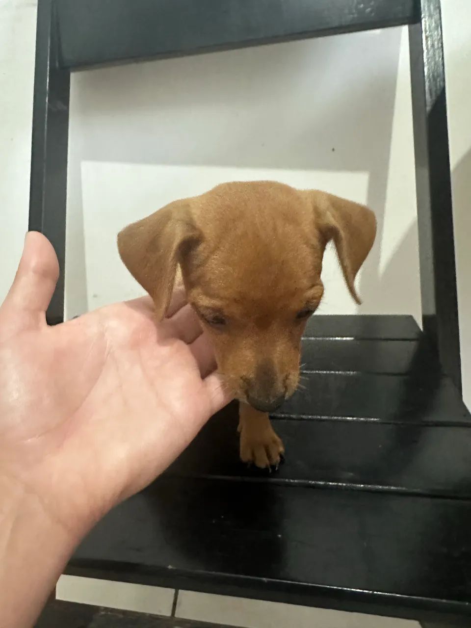 Vendo Pinscher com Basse  - Foto 2
