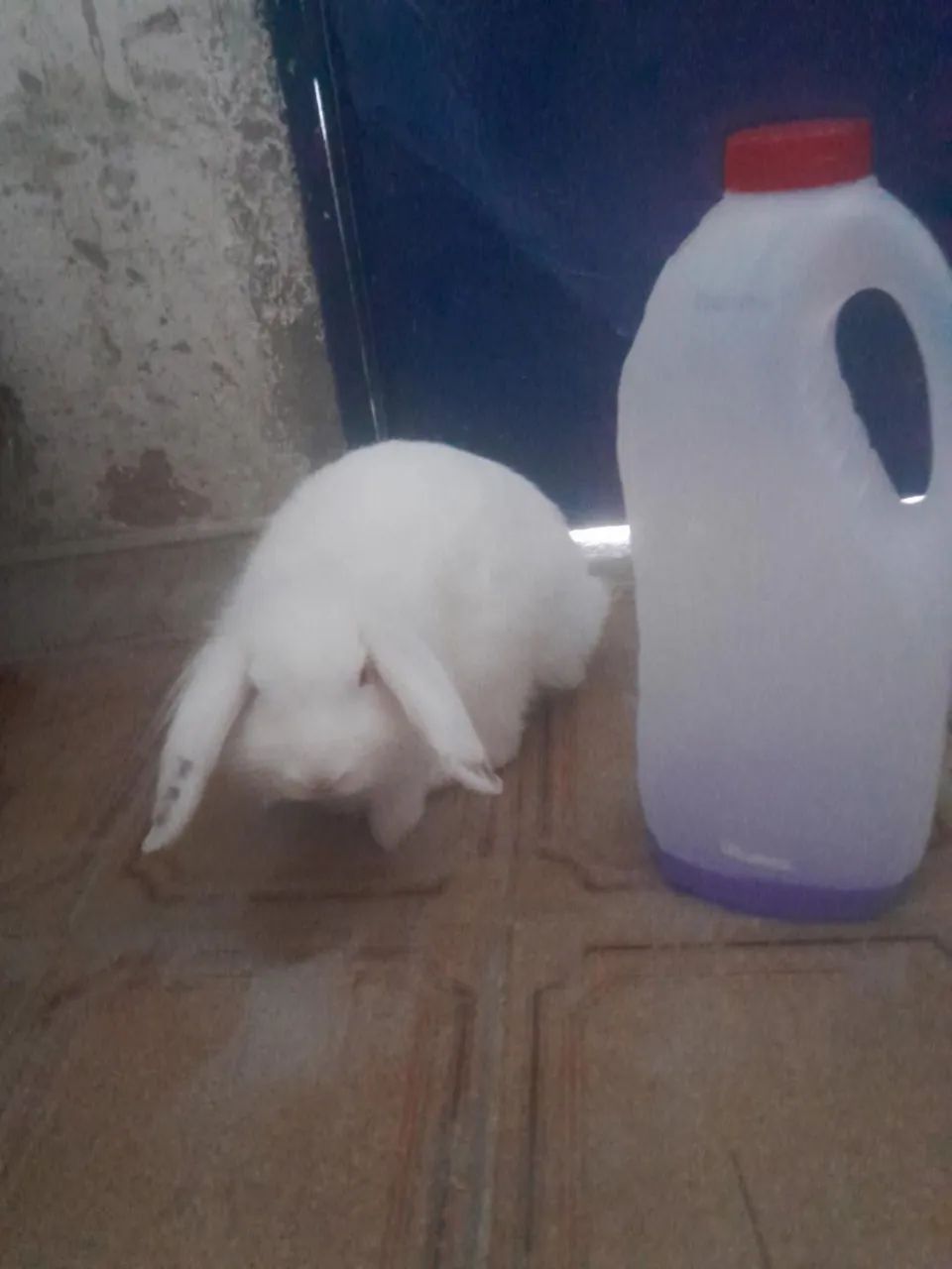 Coelhos mini loop  - Foto 2
