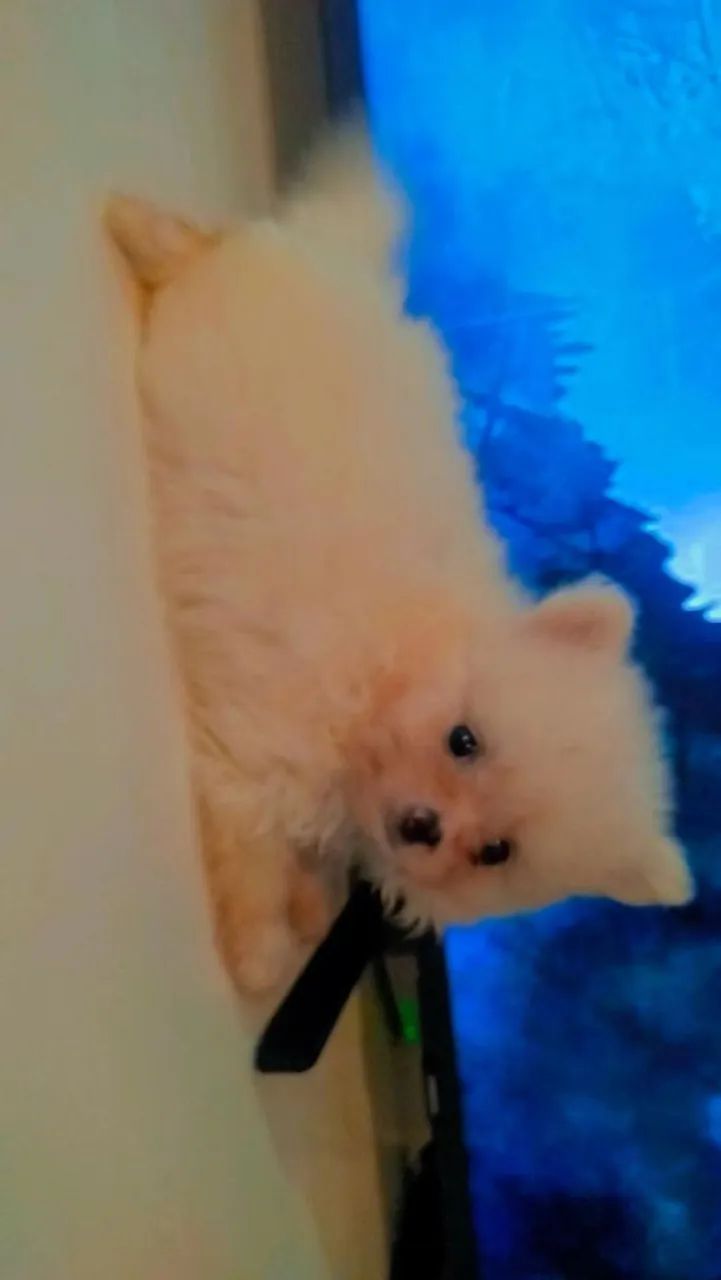 Spitz alemão macho  - Foto 2