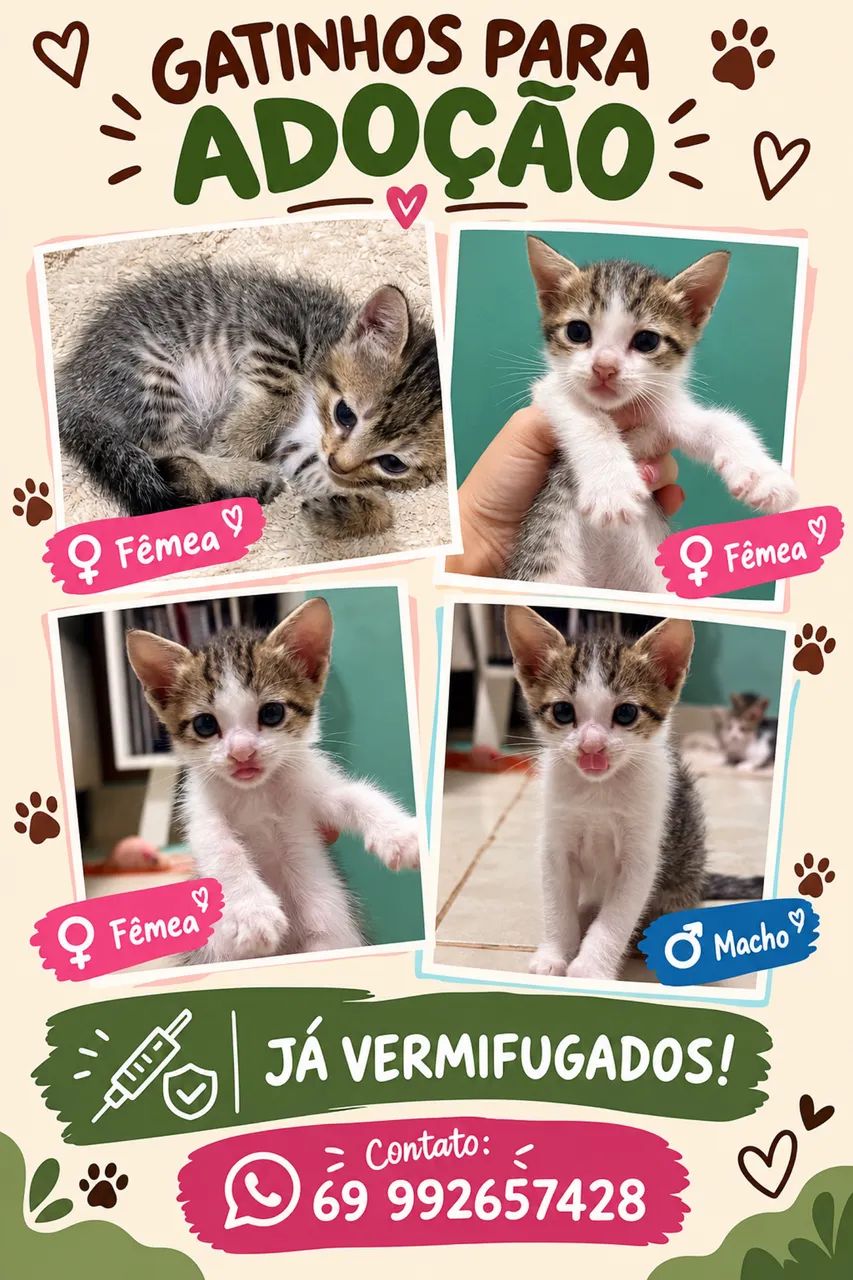 Gatinhos para Adoção 