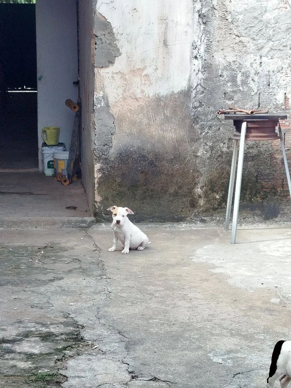 Pit Bull  - Foto 3