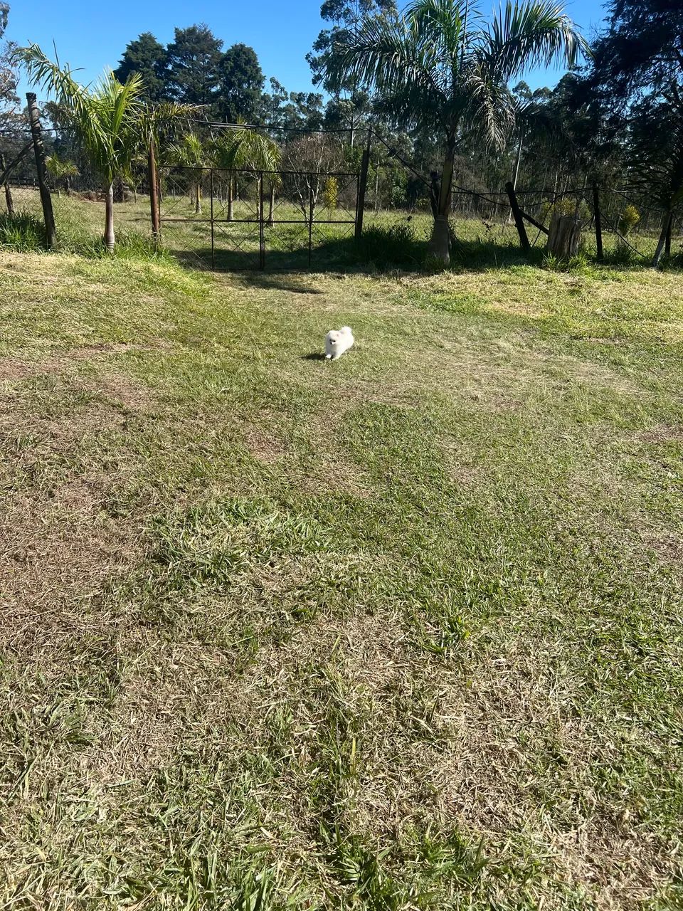 Cachorro  - Foto 2