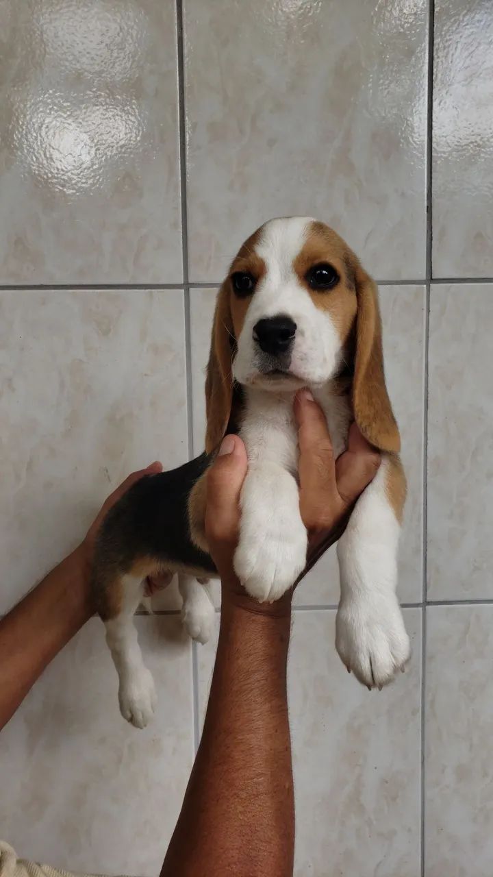Filhotes de beagle  - Foto 3
