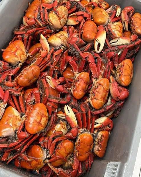 Caranguejos limpos e pré cozidos 