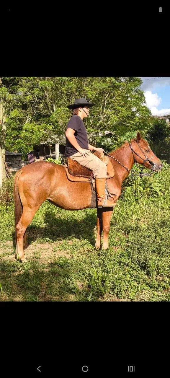 Égua meio sangue qm  - Foto 4