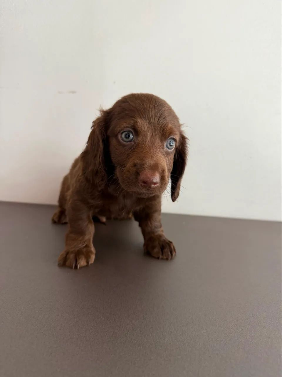 dachshund pelo longo  - Foto 5