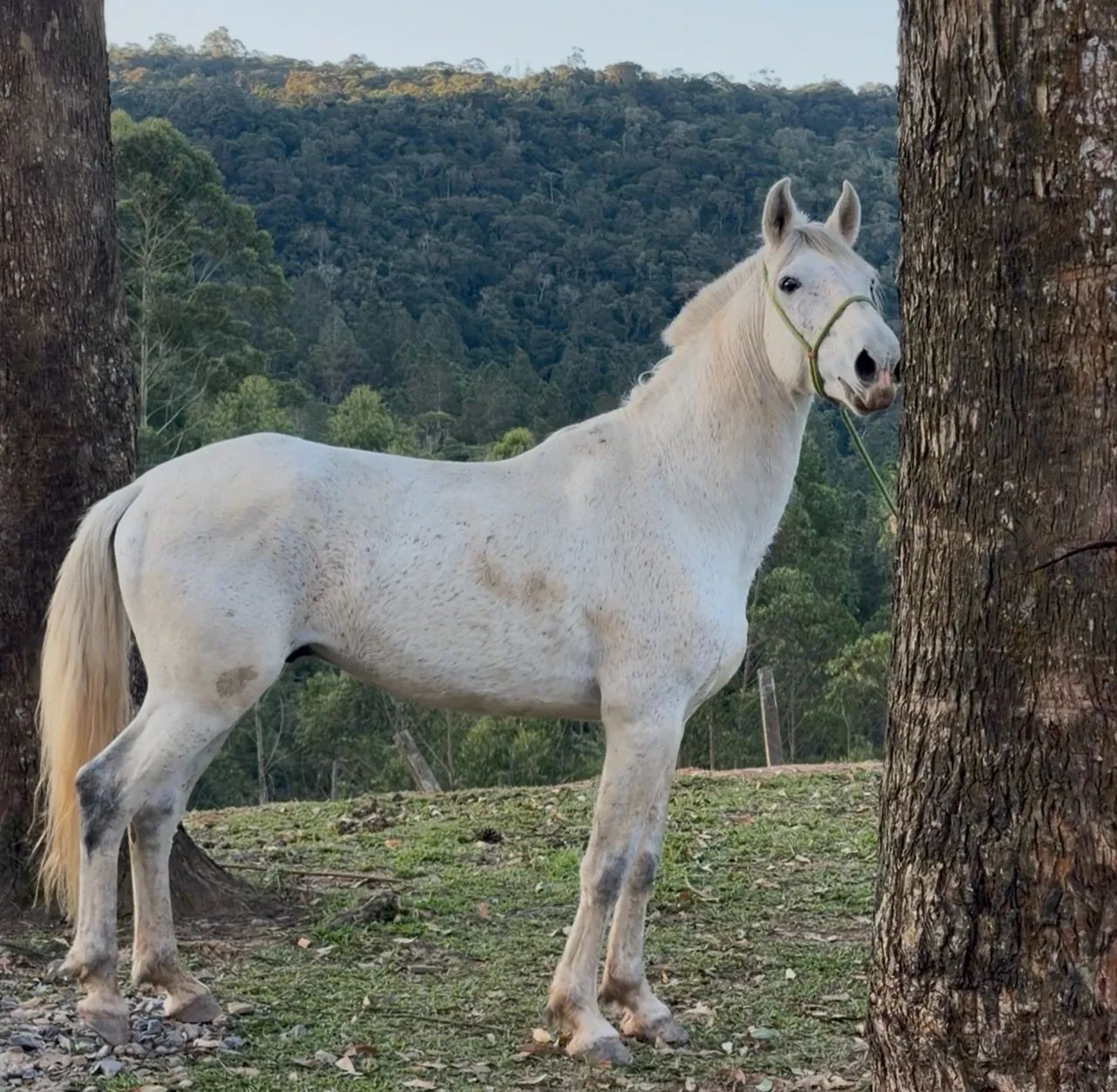 Cavalo Garanhão Manso