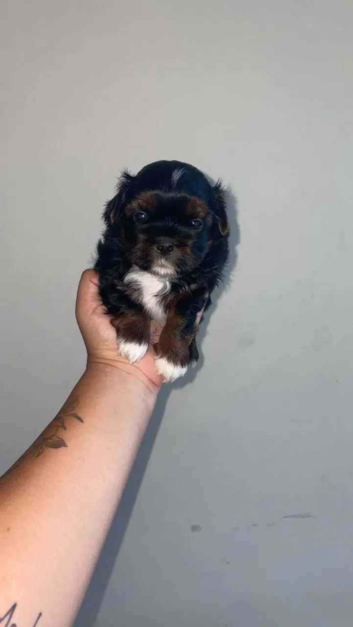 VENDO SHIH TZU MACHO