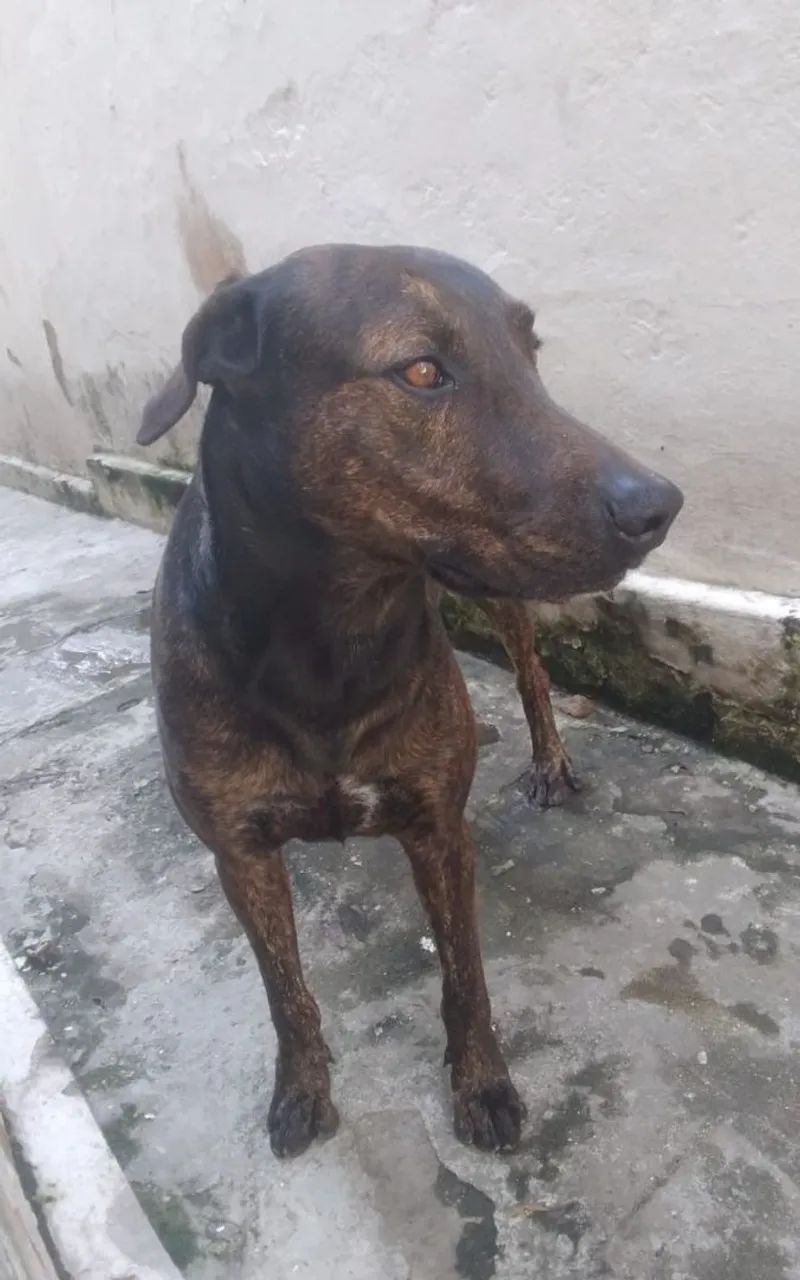 Doação de Bandog  - Foto 4