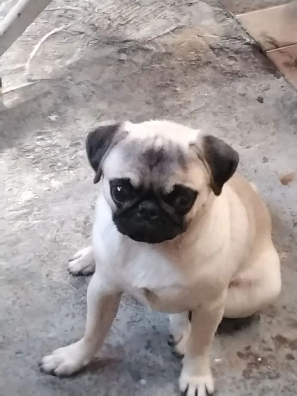 Disponível fêmea sp osasco  - Foto 2