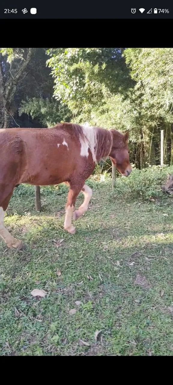 Potro Pronto Mangalarga Marchador Castrado Domado Manso - Foto 4
