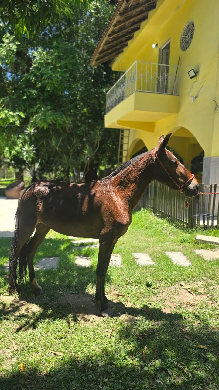 Égua (POTRA) Mangalarga Marcha Picada - Foto 2