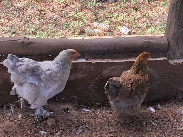 PINTINHOS BRAHMA - Foto 2