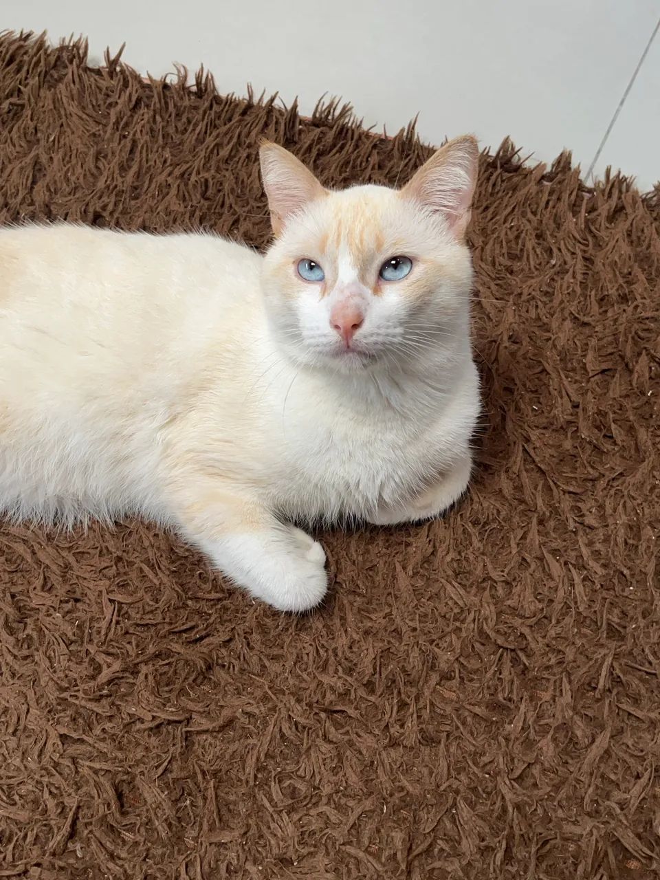 Adote gato lindo dos olhos azuis, grande e saudável 