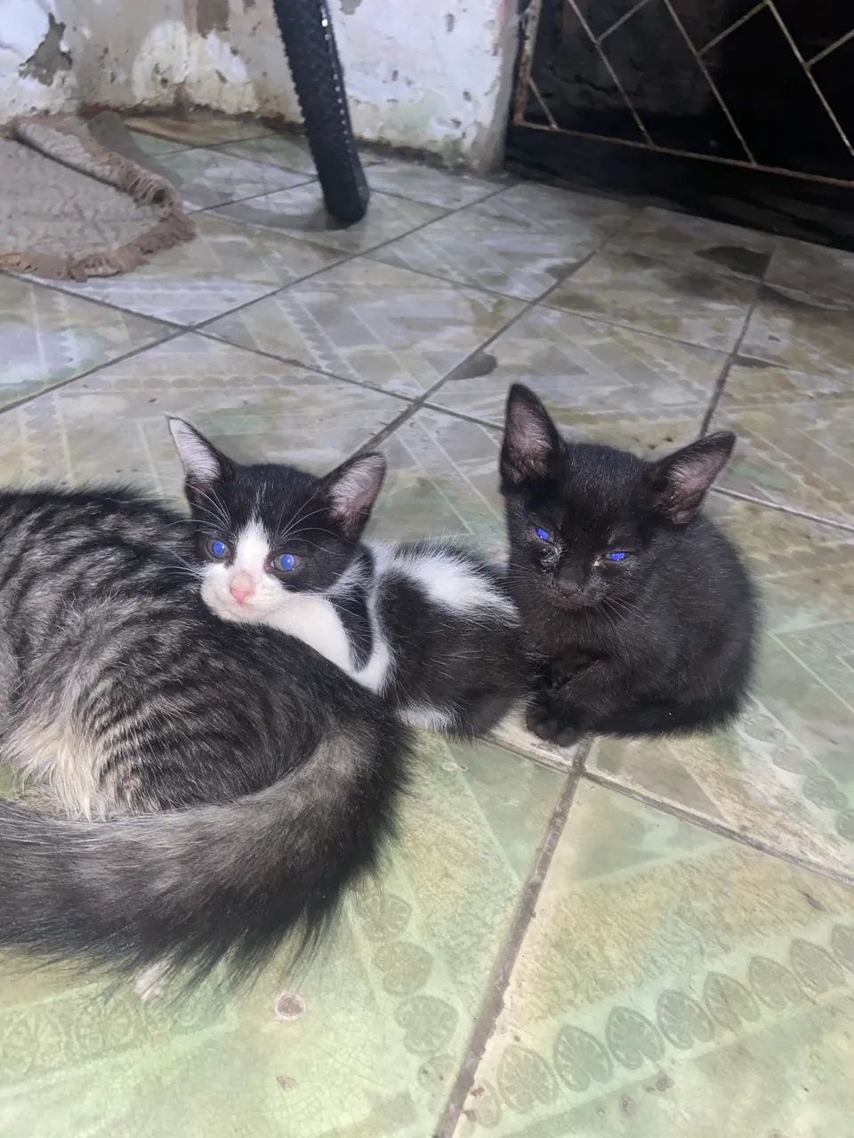 Gatinhos para adoção  - Foto 2