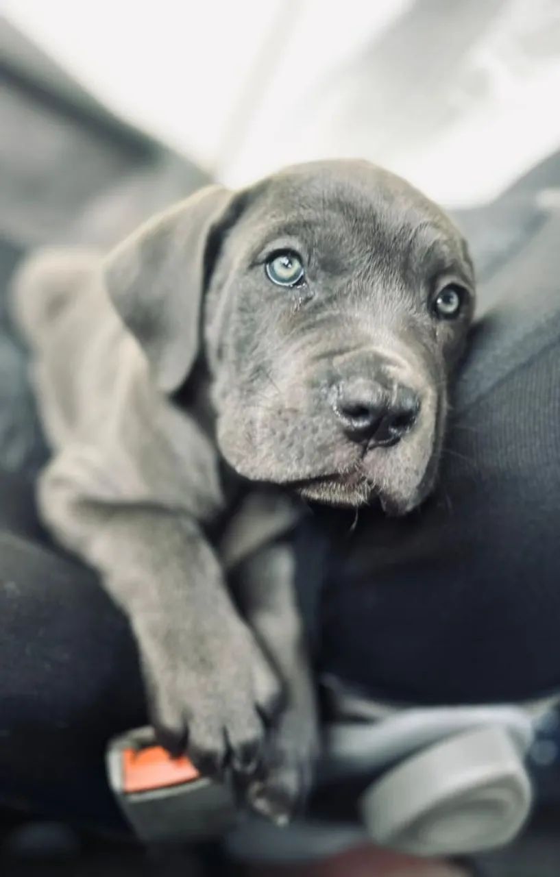 Cane corso - Seu cão predileto 