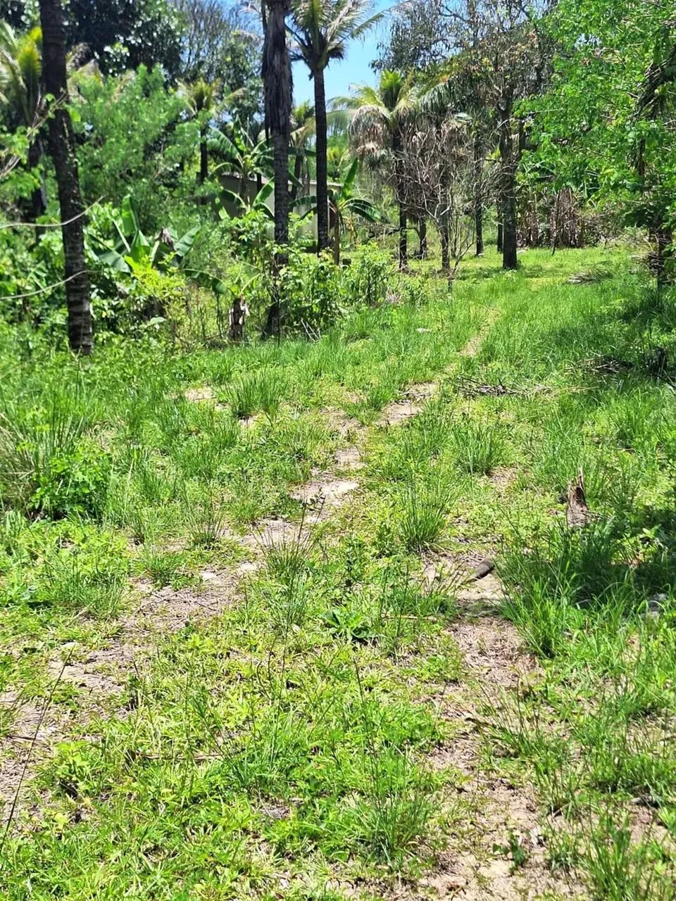 sítio com 14.000m² - Foto 8