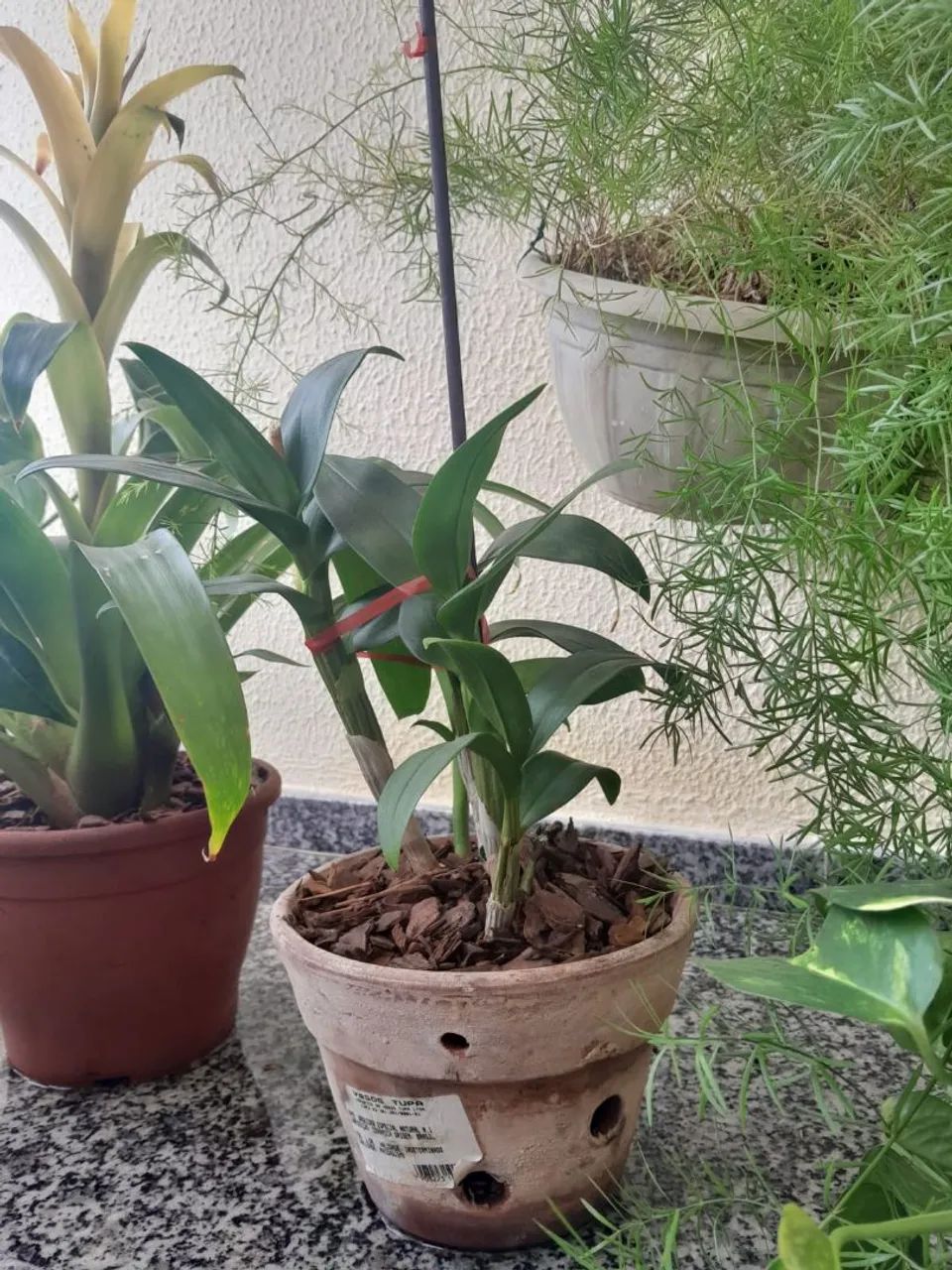 Plantas diversas - Foto 2