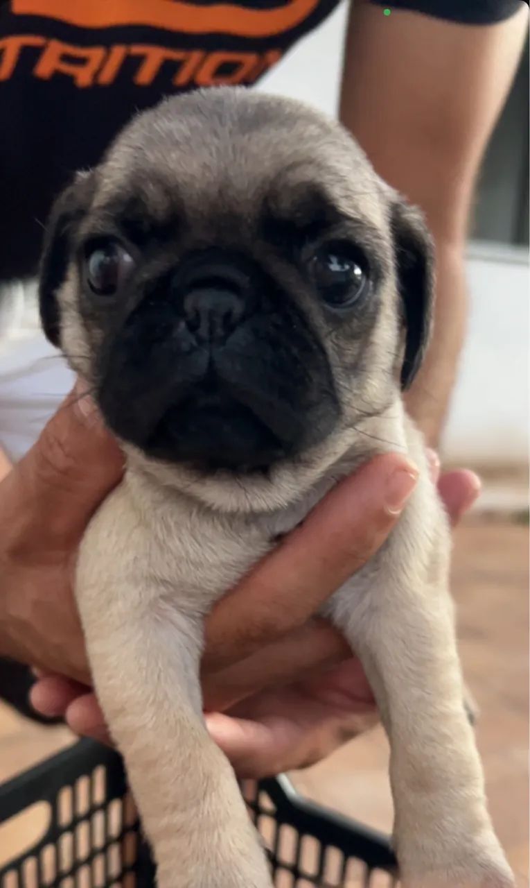 Filhote Pug macho Telêmaco Borba - Foto 4