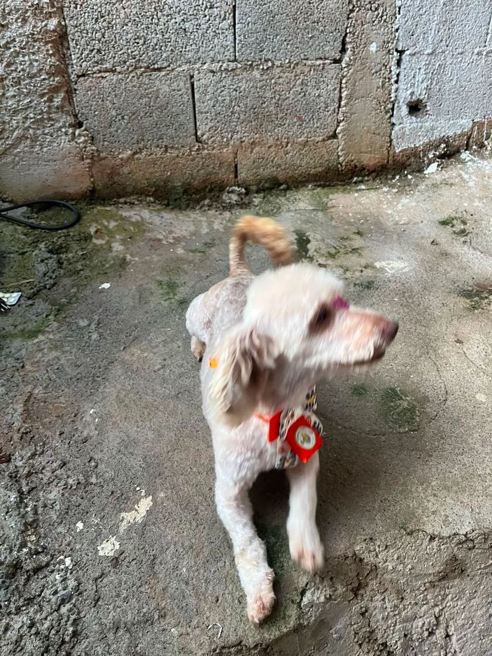 Doação de pet