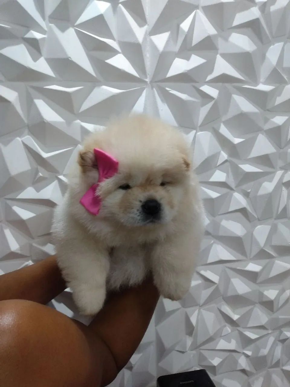 Chow chow americano top demais  - Foto 2