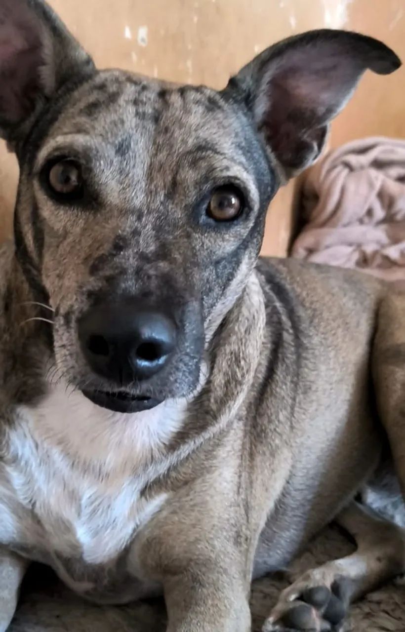 Adoção responsável  - Foto 2