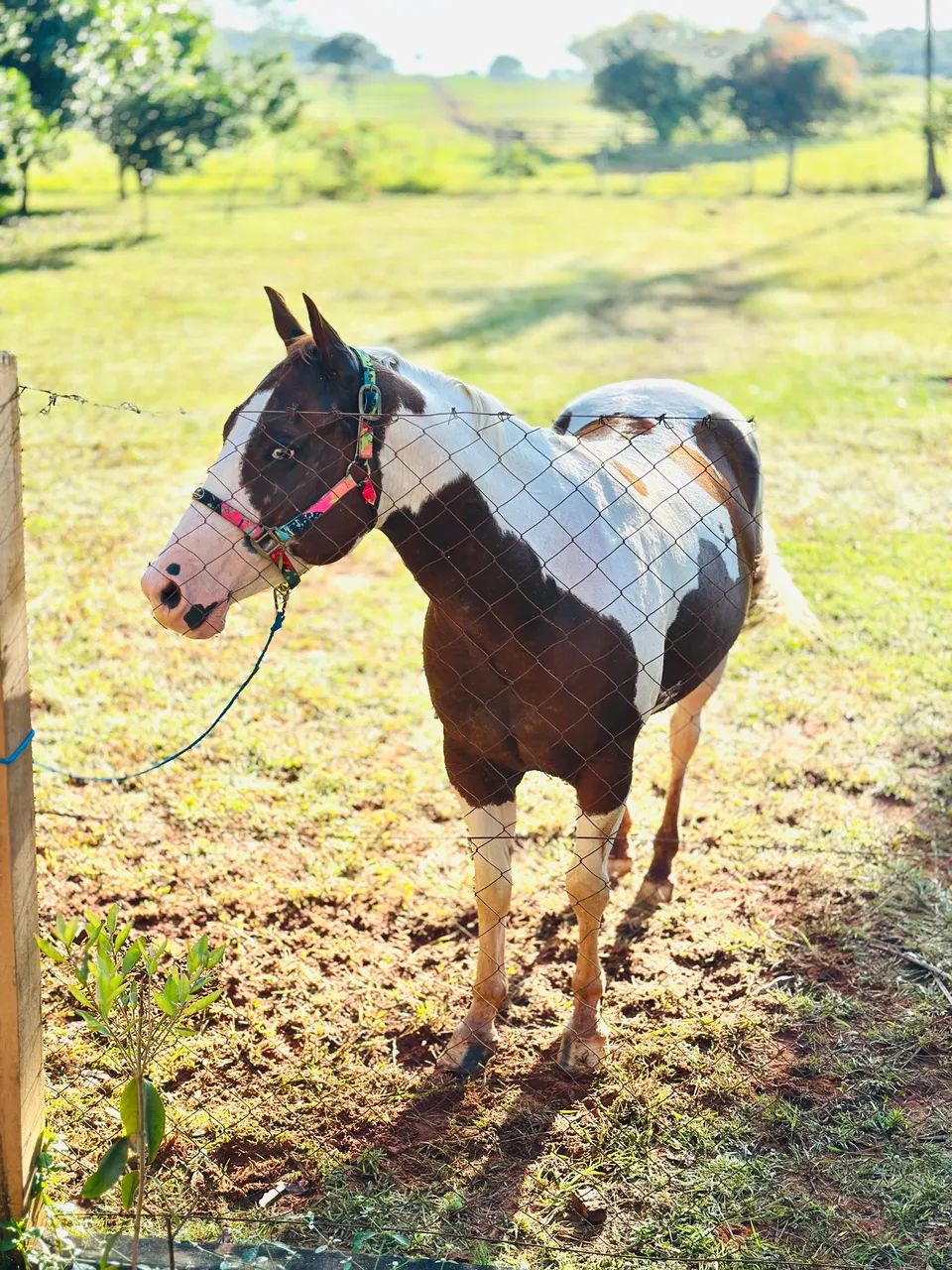 Cavalo Paint Horse - 6 anos - castrado