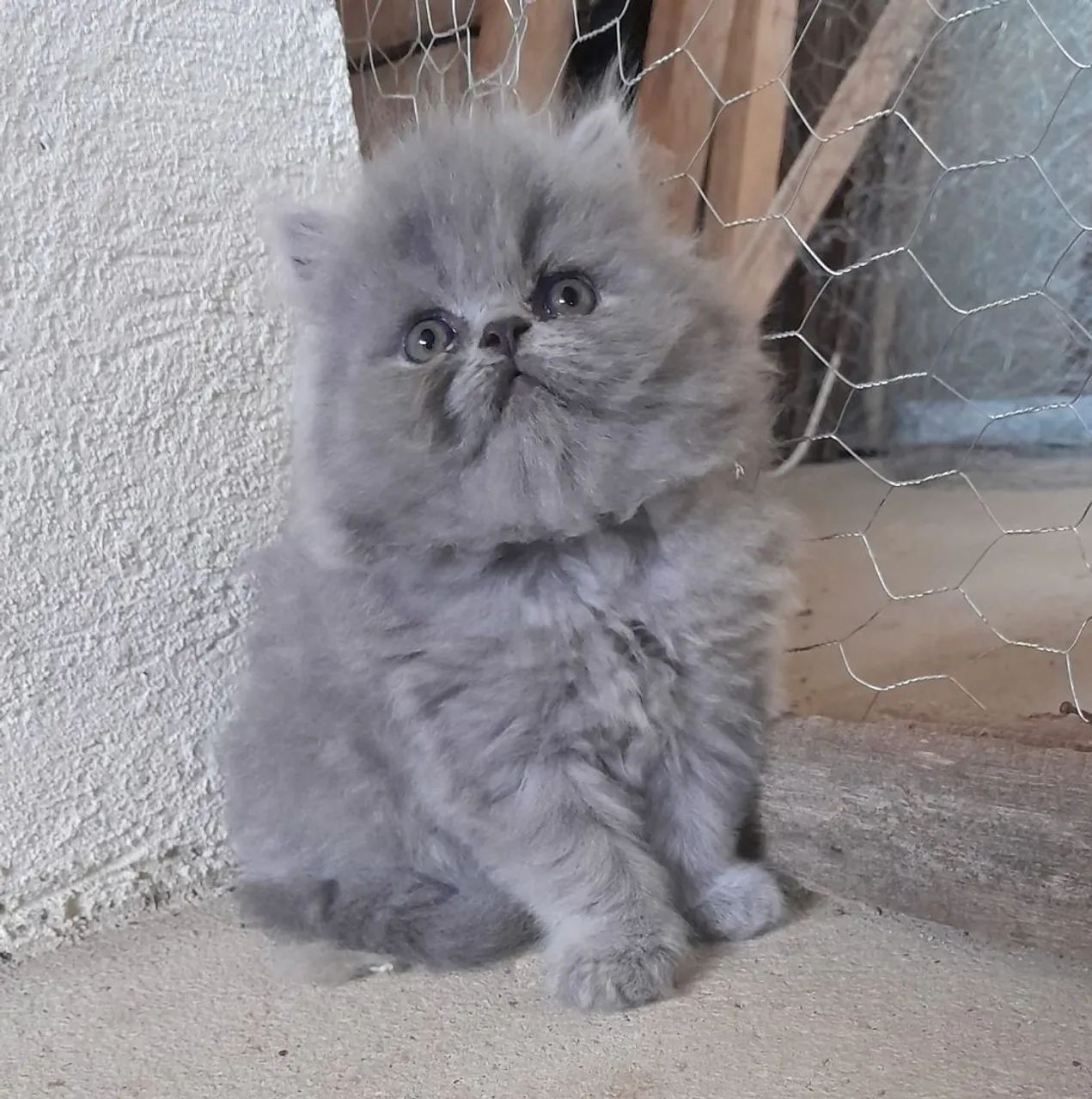 Filhotes de persa padrão top  - Foto 2