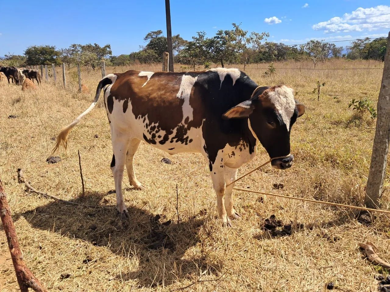 Vaca prenhe