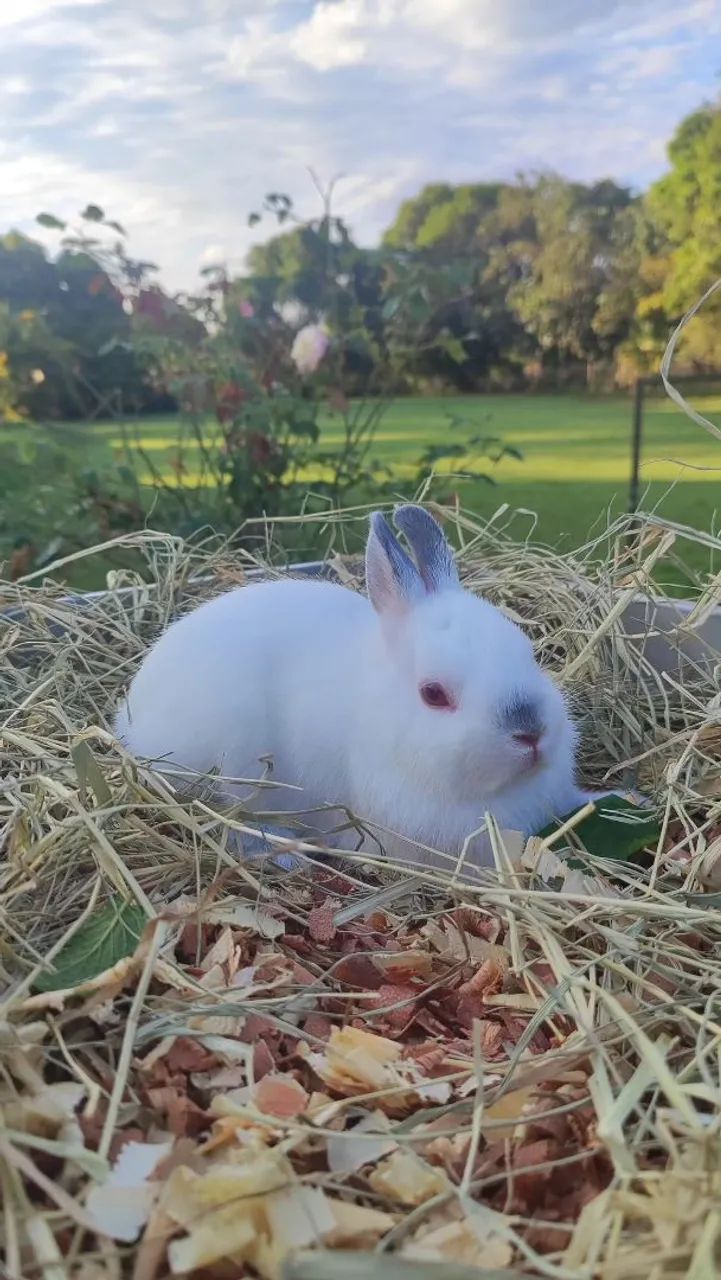 Coelho Netherland Dwarf Himalaio  - Foto 3