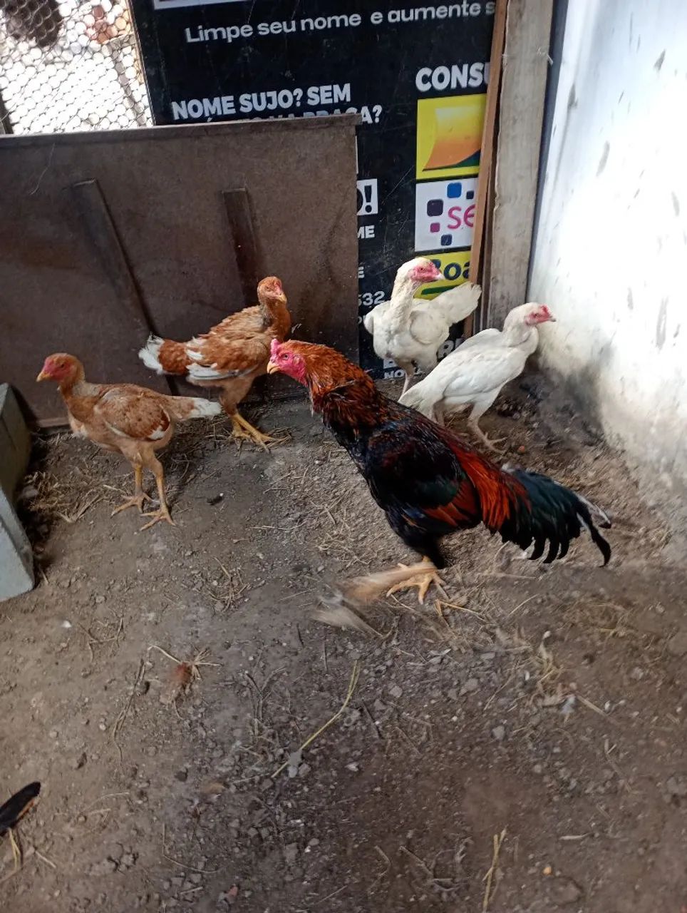 1 FRANGO E 4 FRANGAS DE RAÇA  - Foto 5