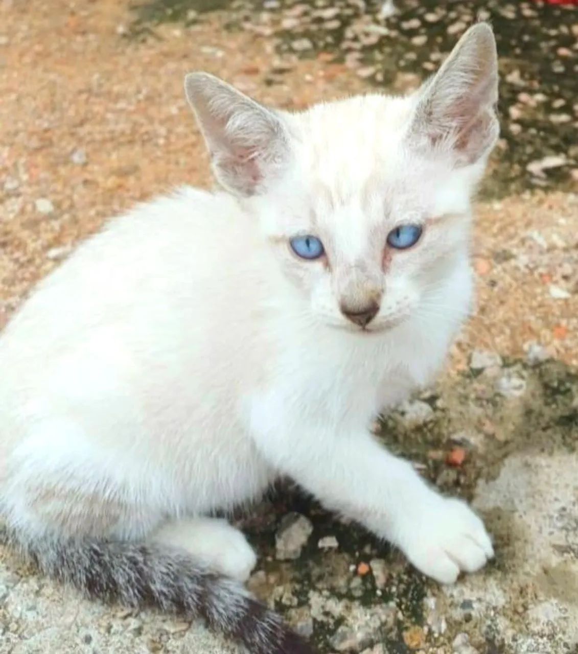Gatinhos Adoção- Entrego
