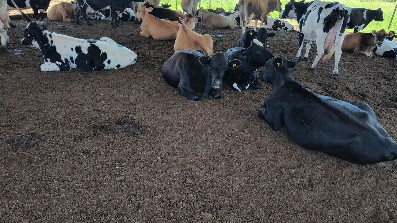 Vacas de leite e novilhas  - Foto 5